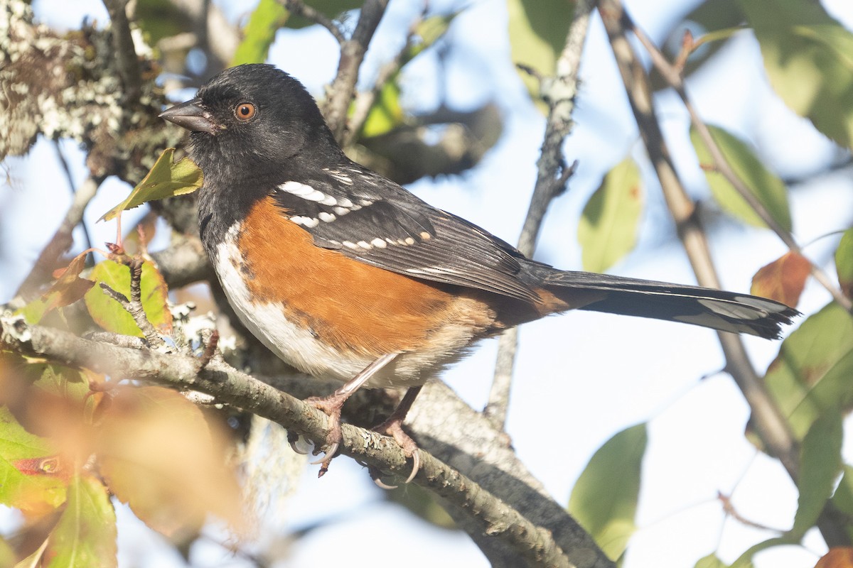 Spotted Towhee - ML611335791