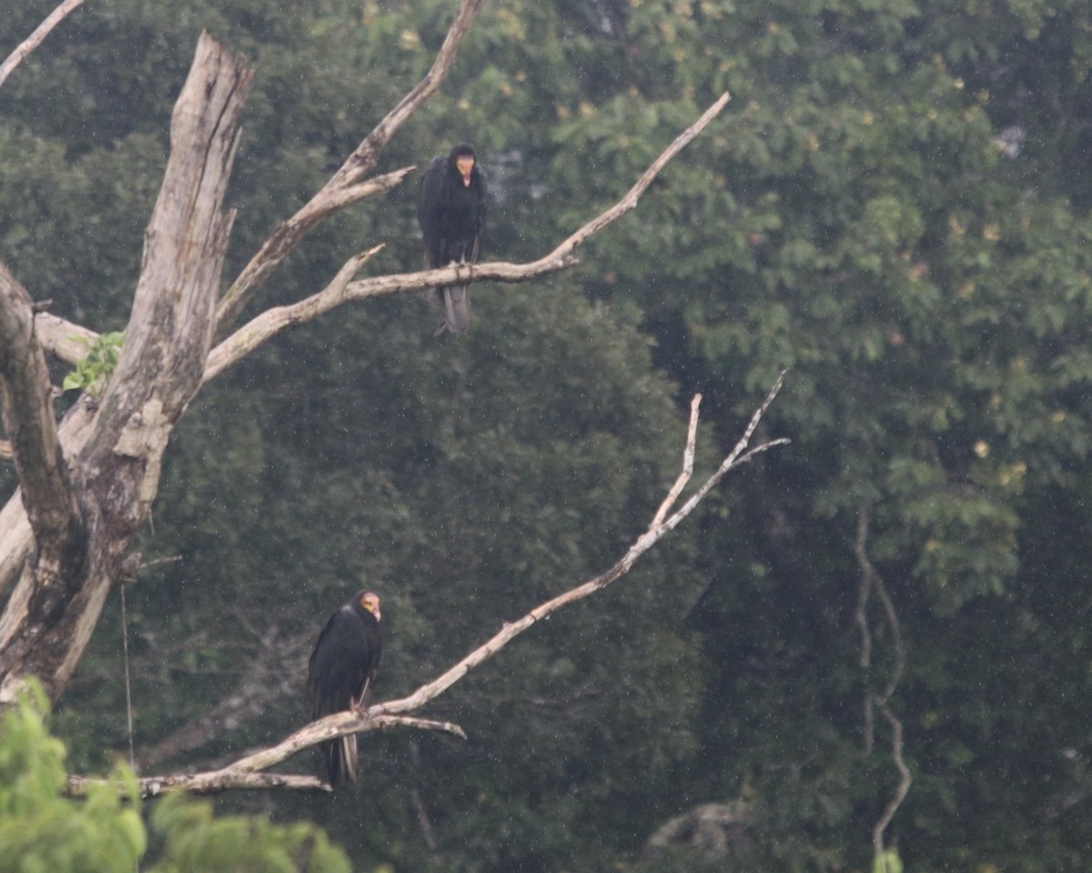Greater Yellow-headed Vulture - ML611335850