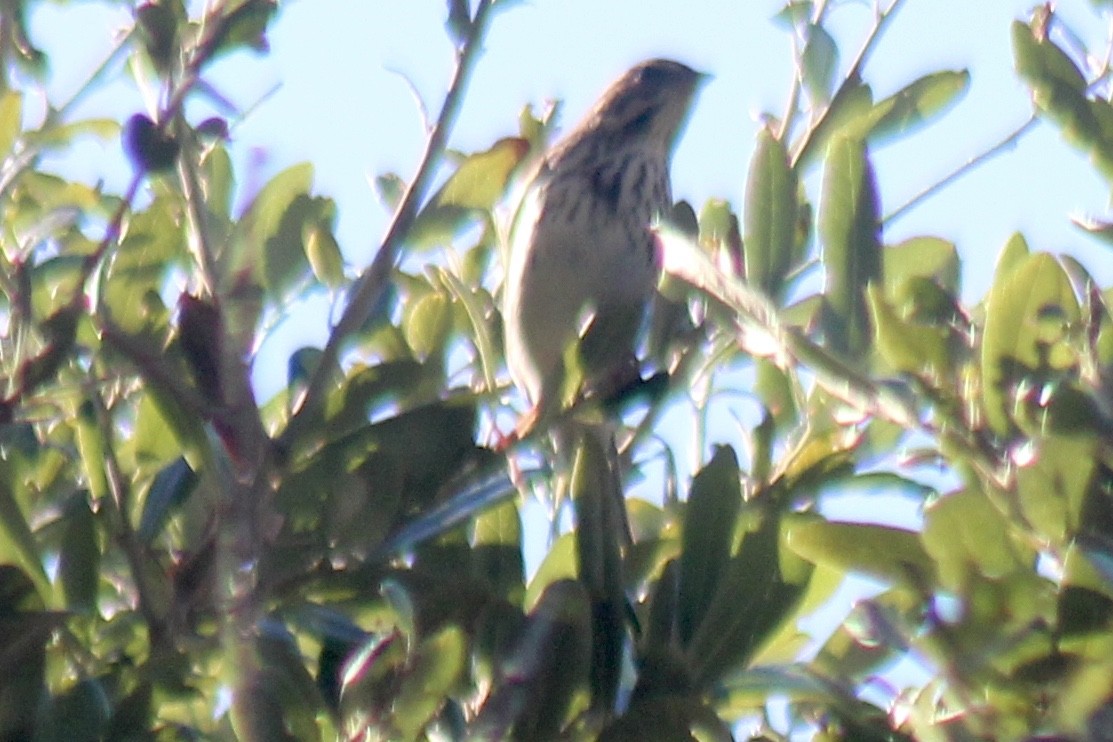 Savannah Sparrow - ML611335966