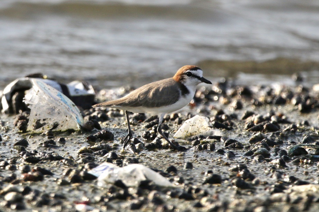 Red-capped Plover - ML611336339