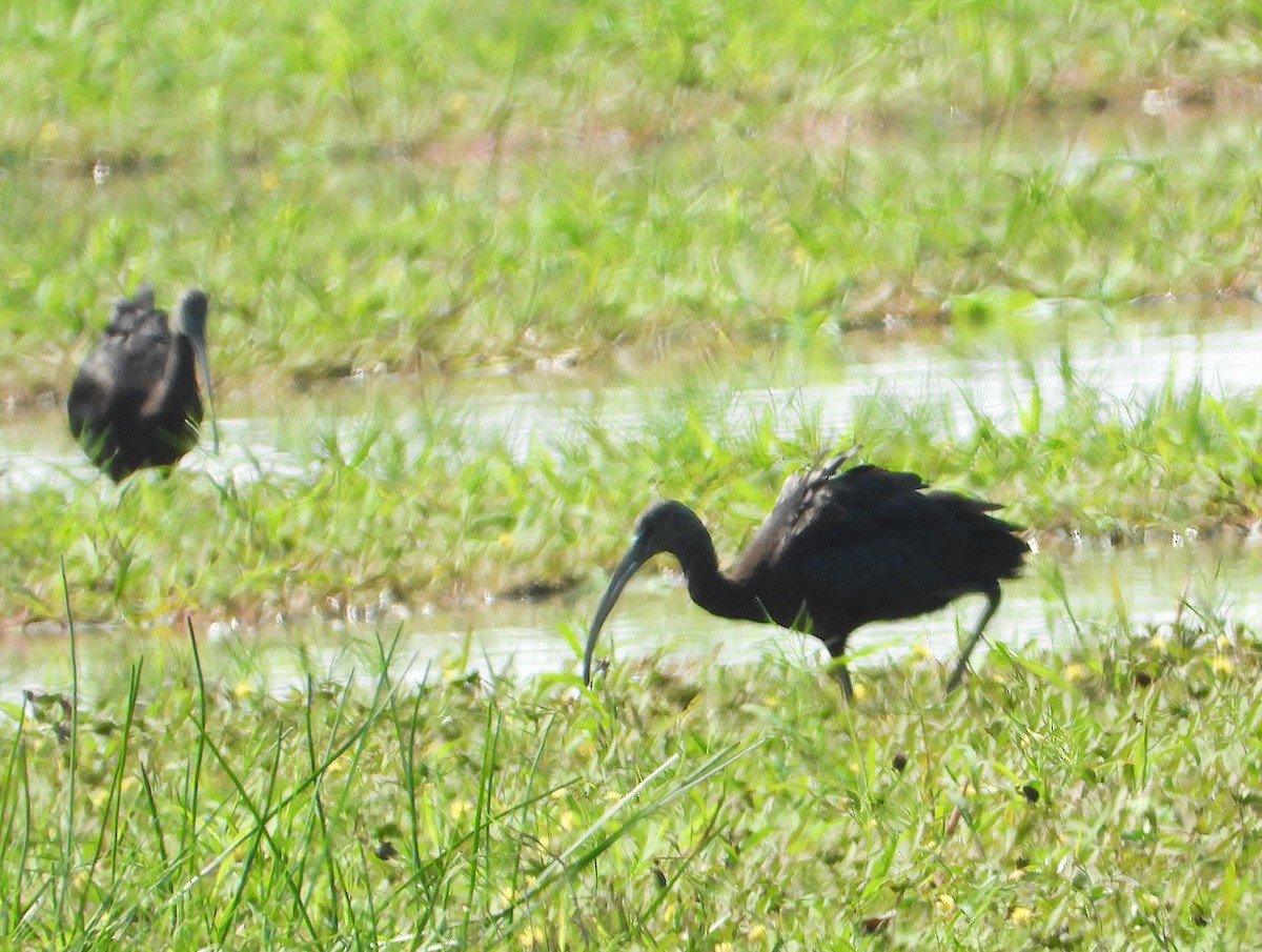 Glossy Ibis - ML611336363