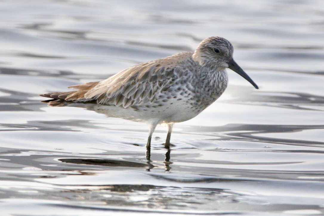 Great Knot - ML611336390