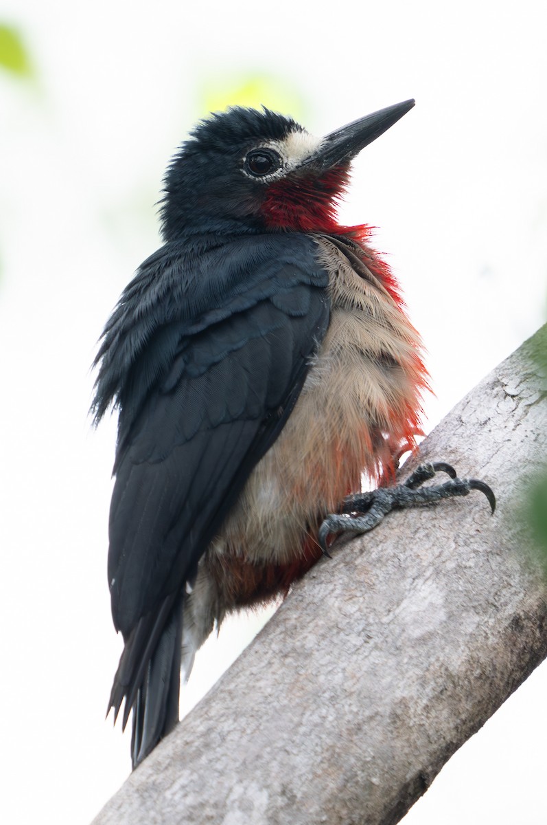 Puerto Rican Woodpecker - ML611336755