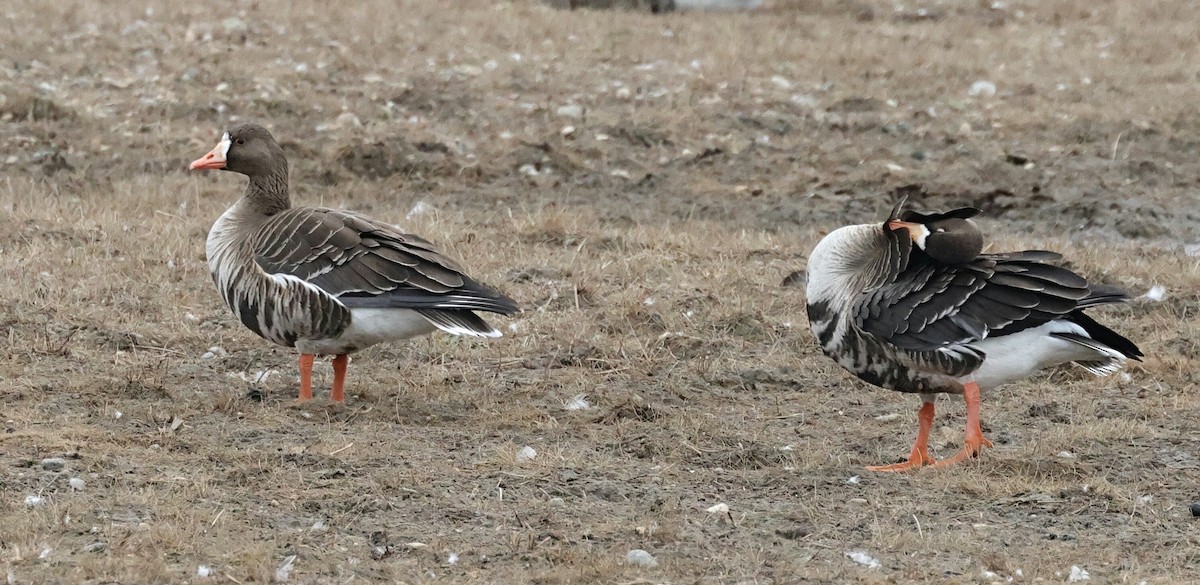 Greater White-fronted Goose - ML611336807