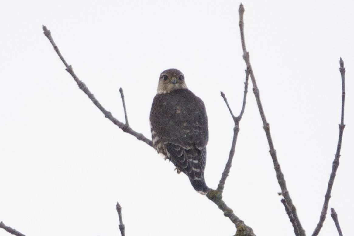 eBird Checklist 7 Nov 2023 Sauvie IslandRentenaar Rd. 39 species
