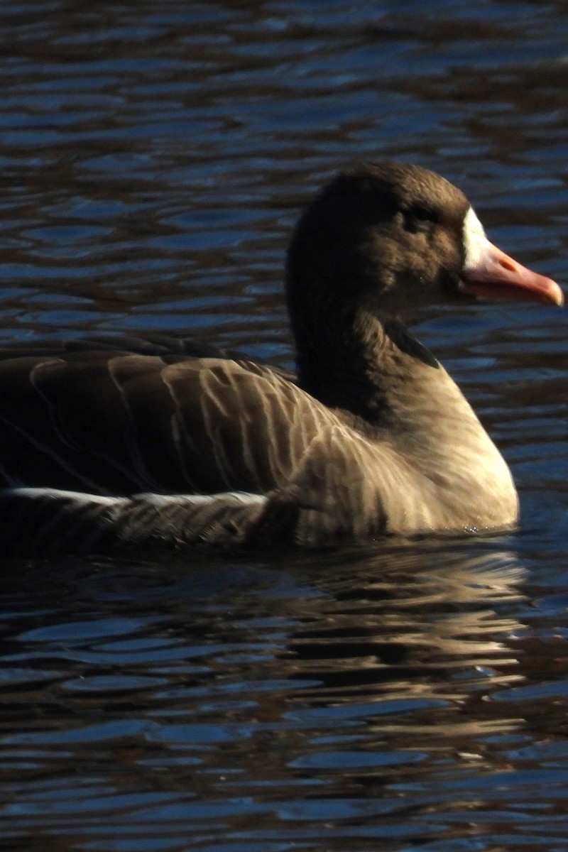 Greater White-fronted Goose - ML611337345