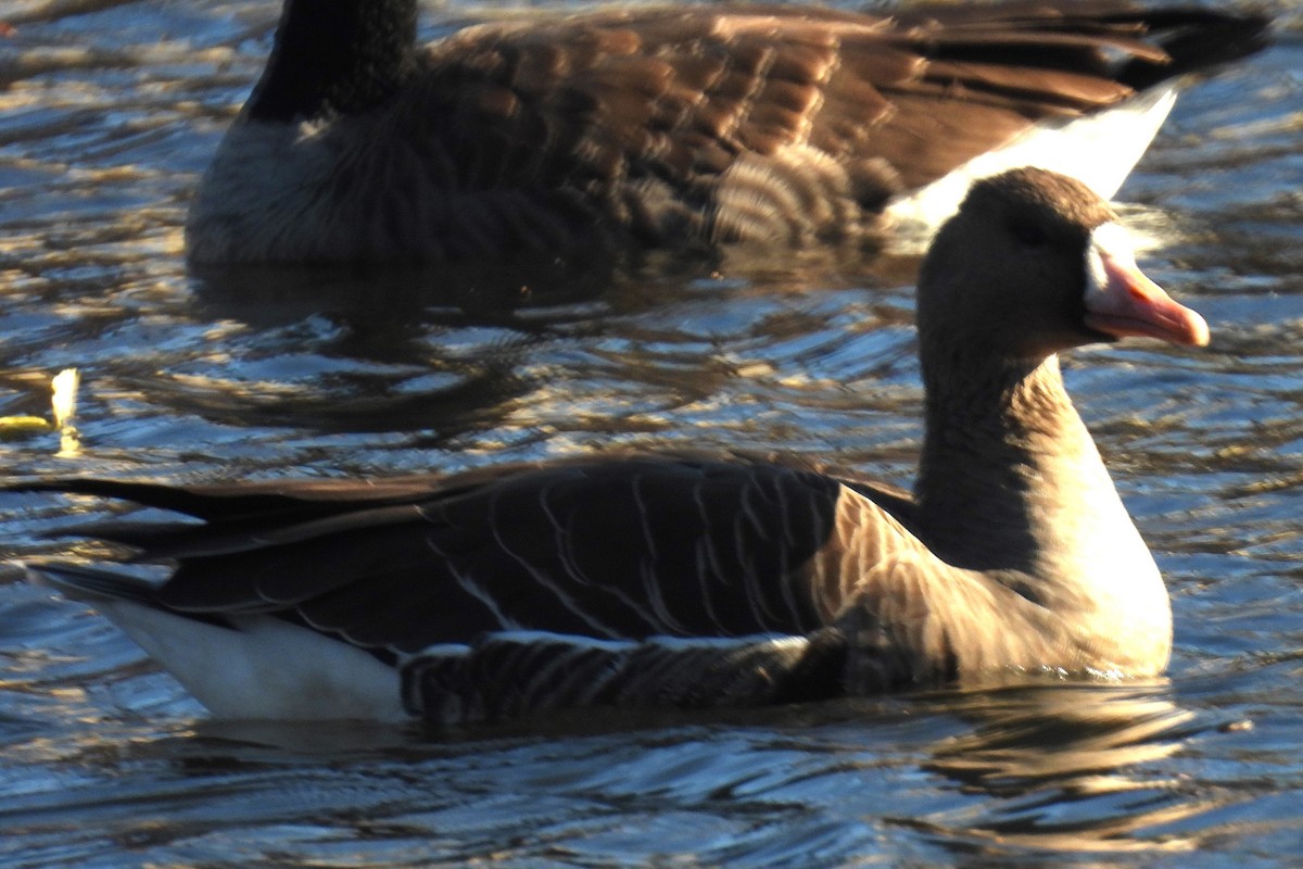 Greater White-fronted Goose - ML611337346