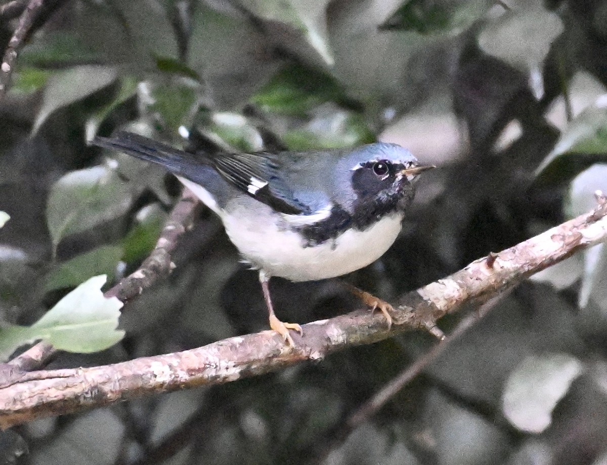 Black-throated Blue Warbler - ML611337604