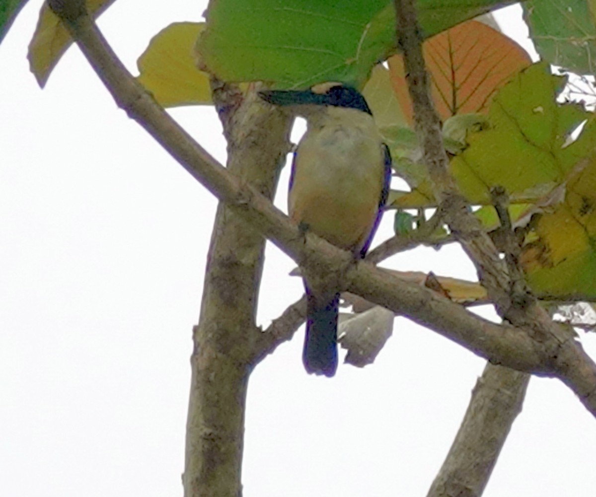 Melanesian Kingfisher - ML611338029