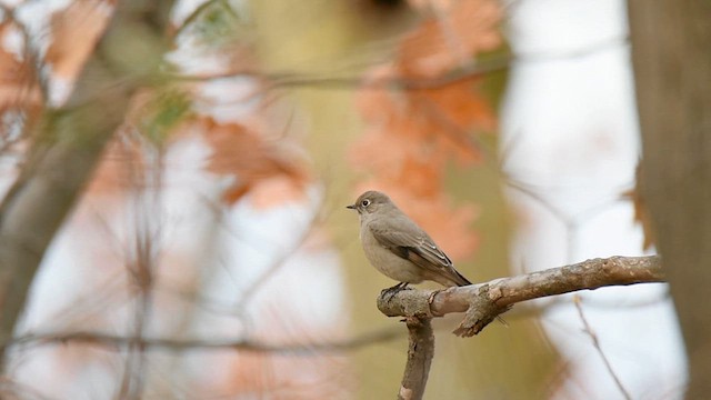 Townsend's Solitaire - ML611338108