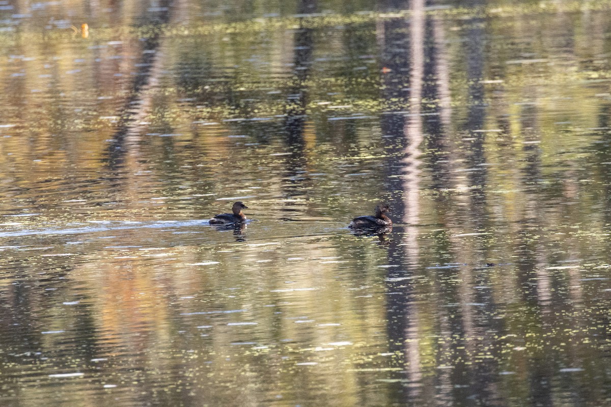eBird Checklist 19 Nov 2023 Ponchatoula Creek At Shingle Mill Road, Ponchatoula, Louisiana