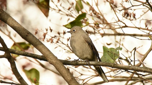 Townsend's Solitaire - ML611338178