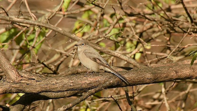 Townsend's Solitaire - ML611338191