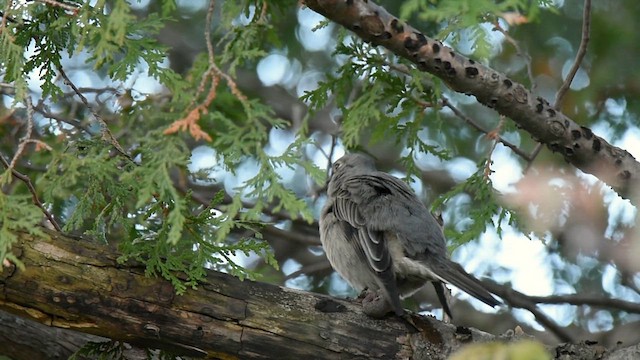 Townsend's Solitaire - ML611338219