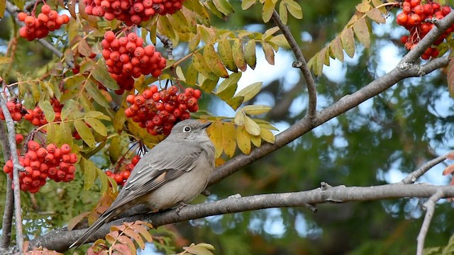 Townsend's Solitaire - ML611338253
