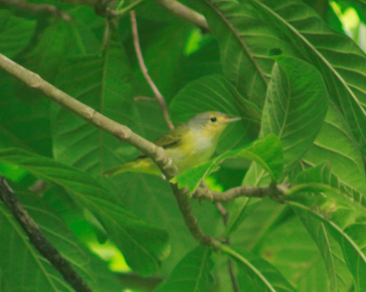 Yellow Warbler - Efraín Quiel