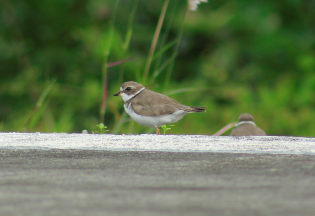 Semipalmated Plover - ML611338542