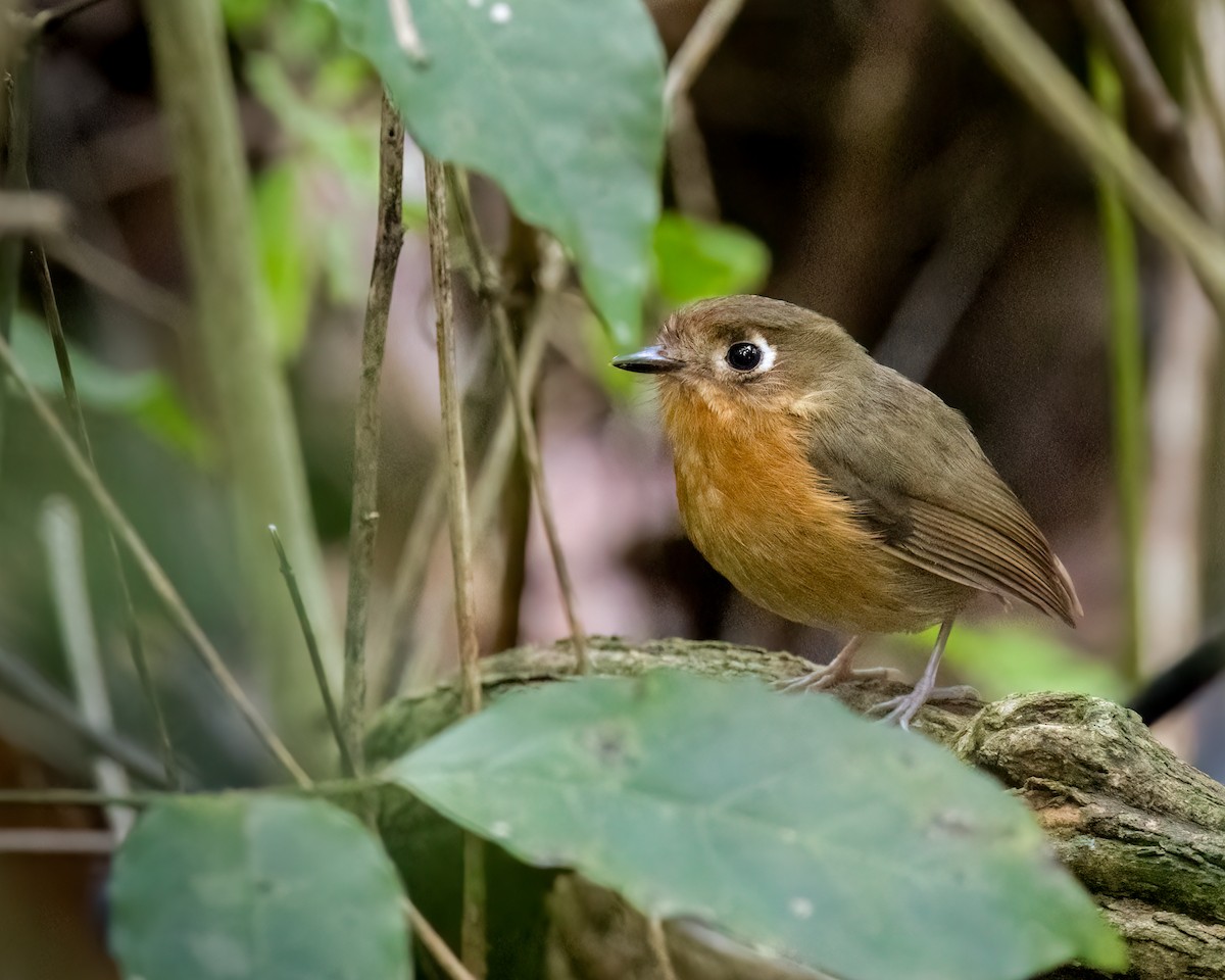 Rusty-breasted Antpitta (Rusty-breasted) - ML611338749