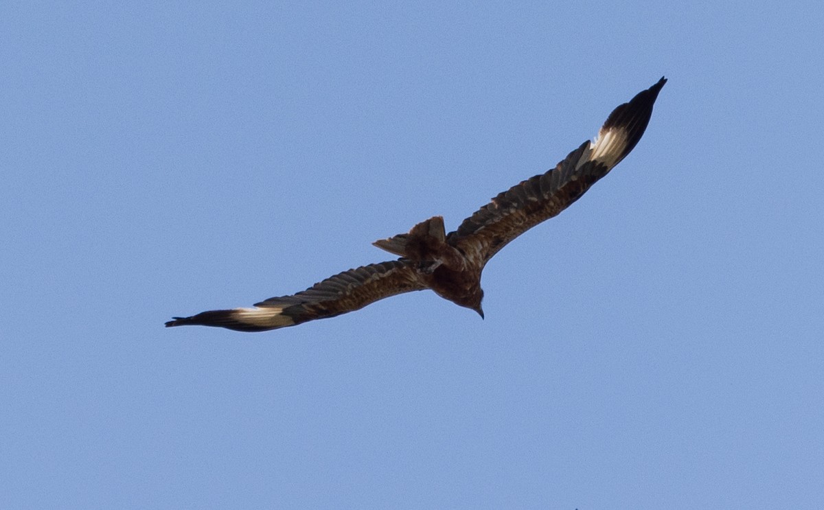 Black-breasted Kite - ML611339205