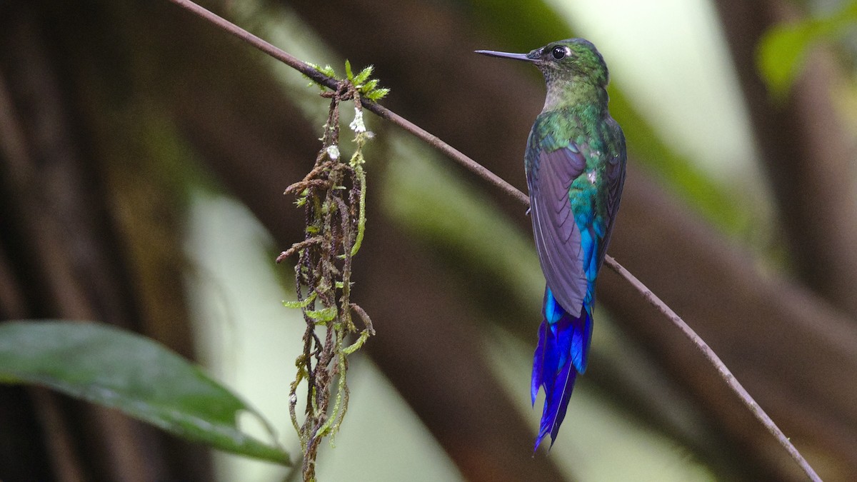 Violet-tailed Sylph - ML611339422