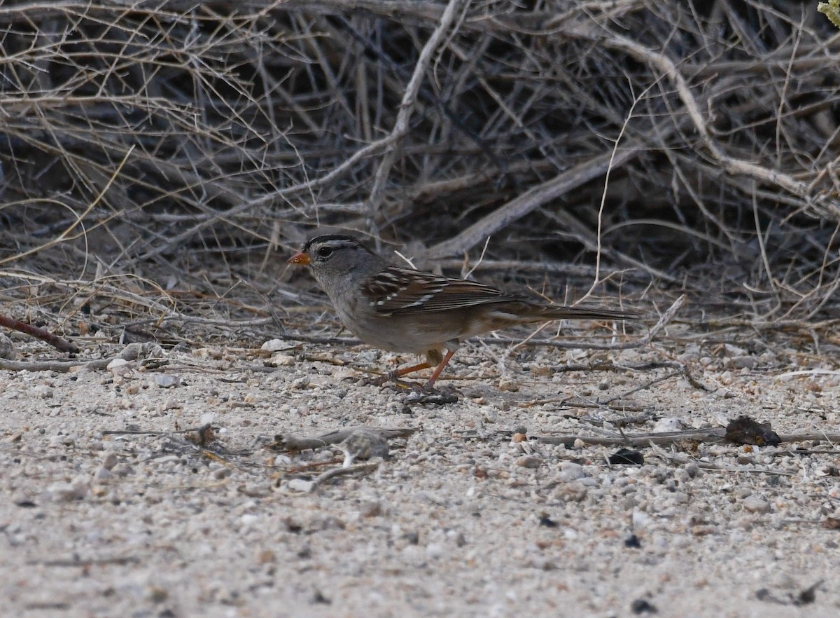 White-crowned Sparrow - ML611339942