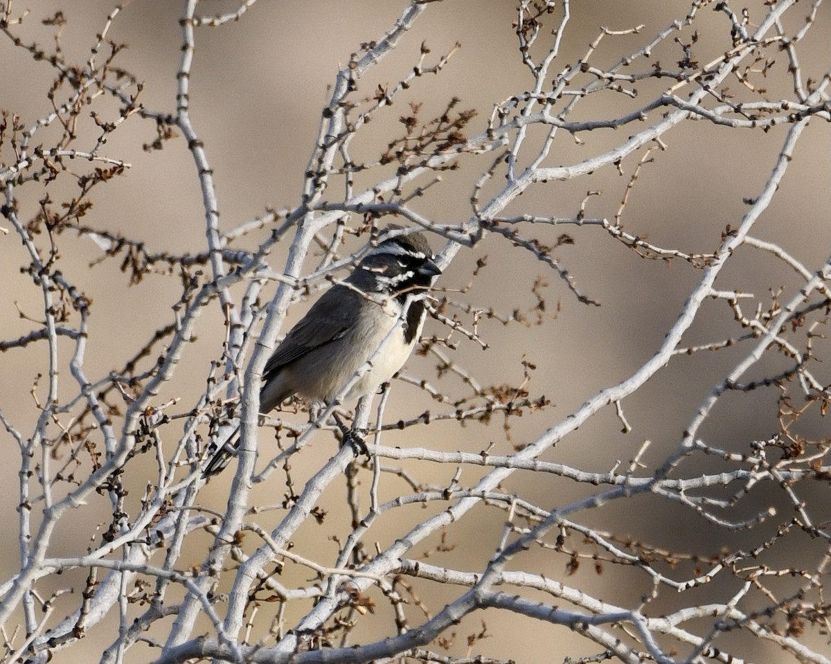 Black-throated Sparrow - ML611339972