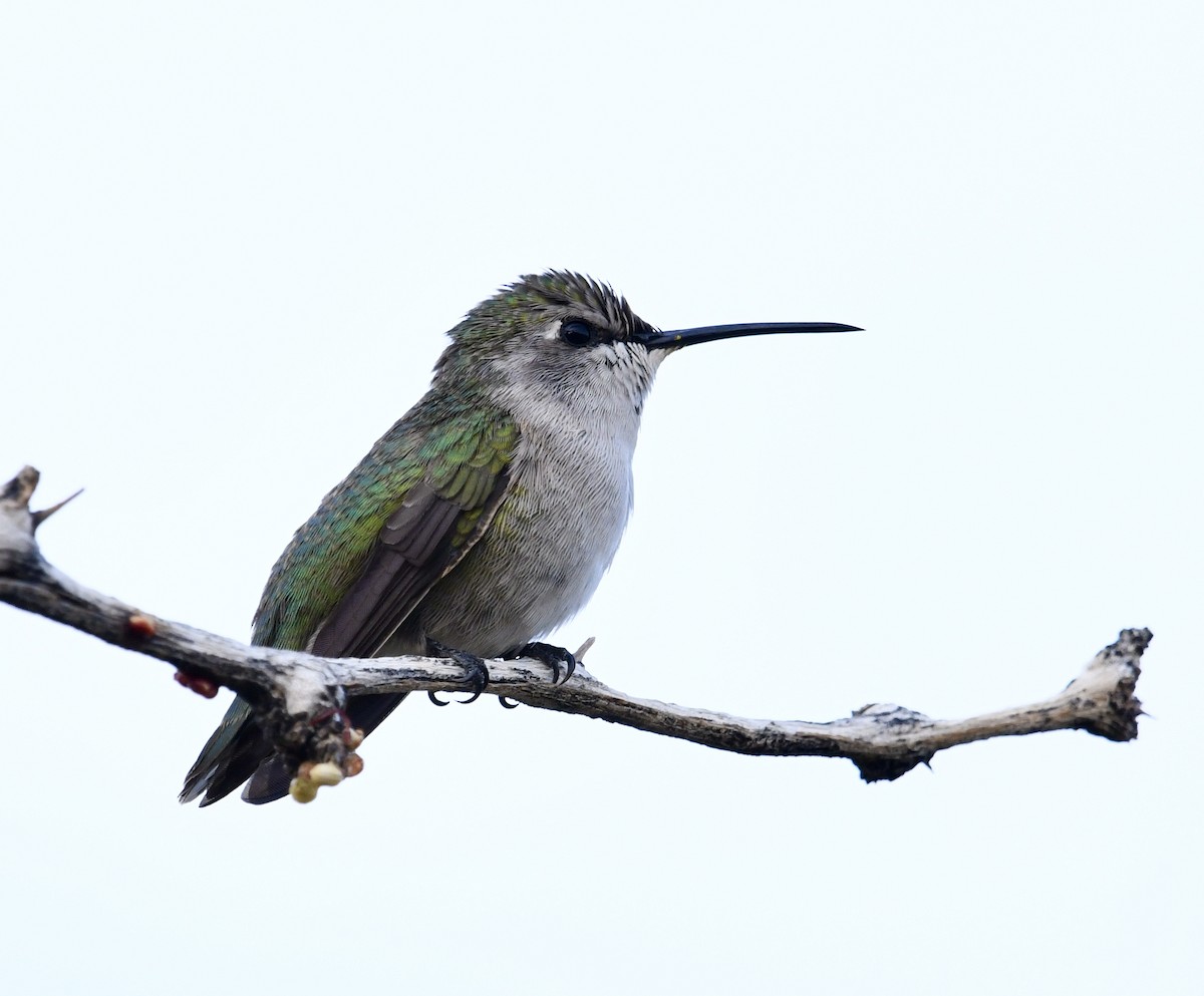 Costa's Hummingbird - ML611339991