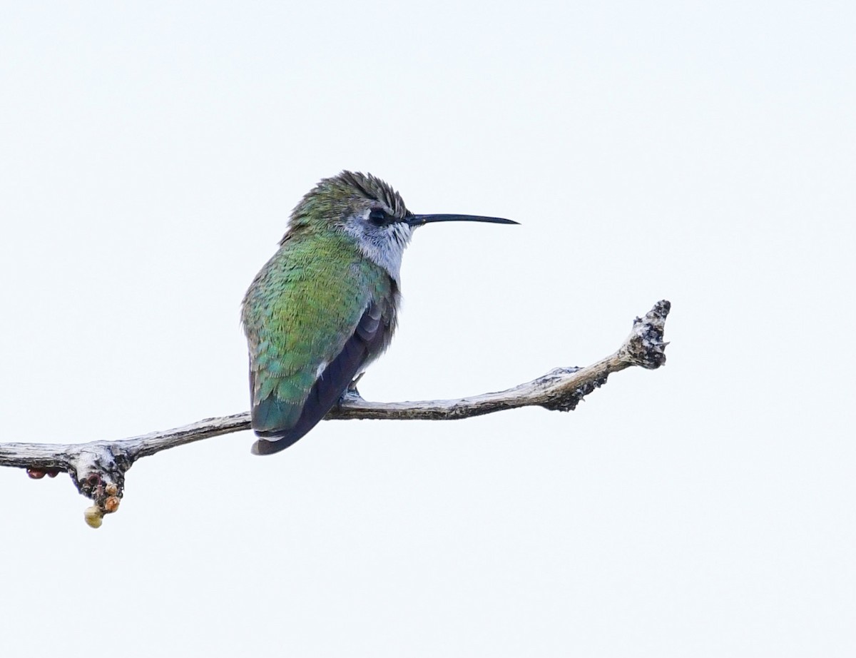 Costa's Hummingbird - ML611339992
