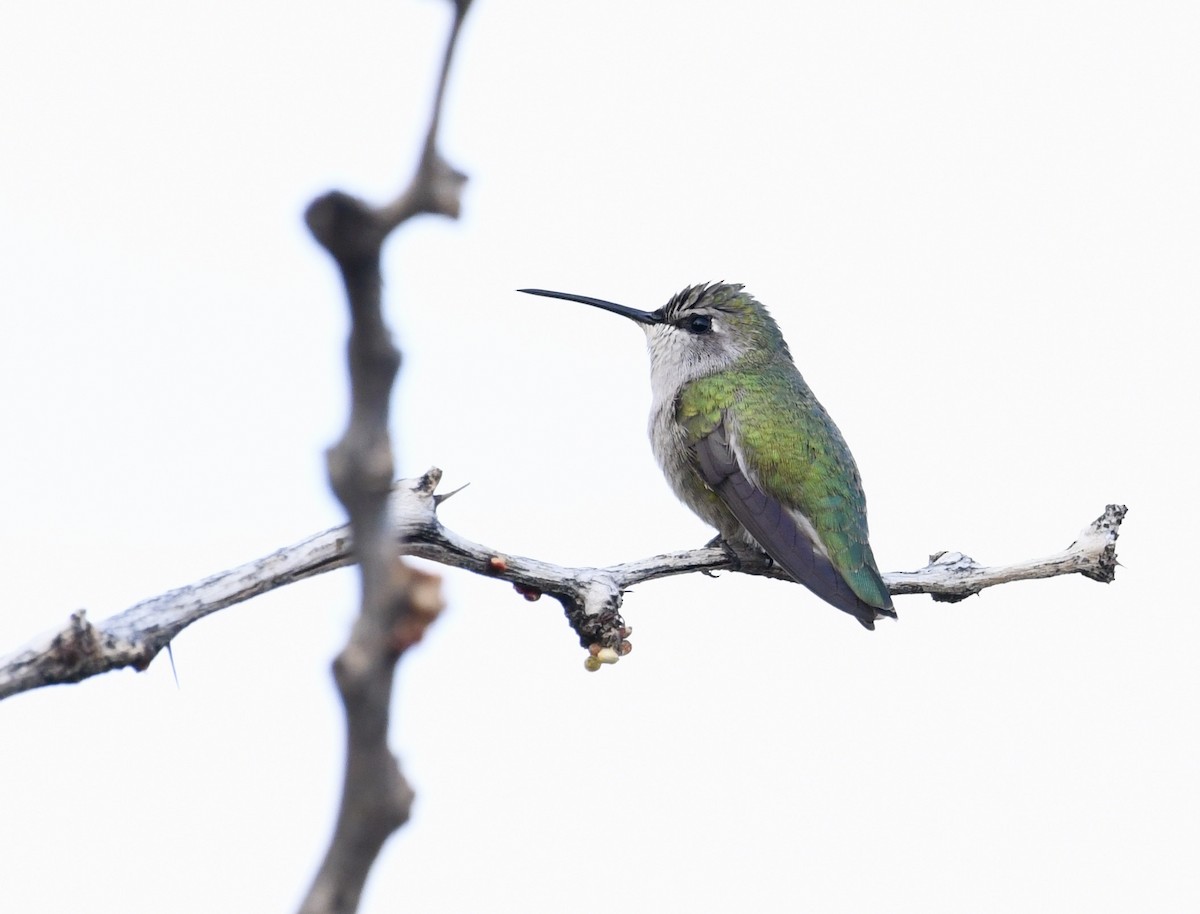Costa's Hummingbird - ML611340016