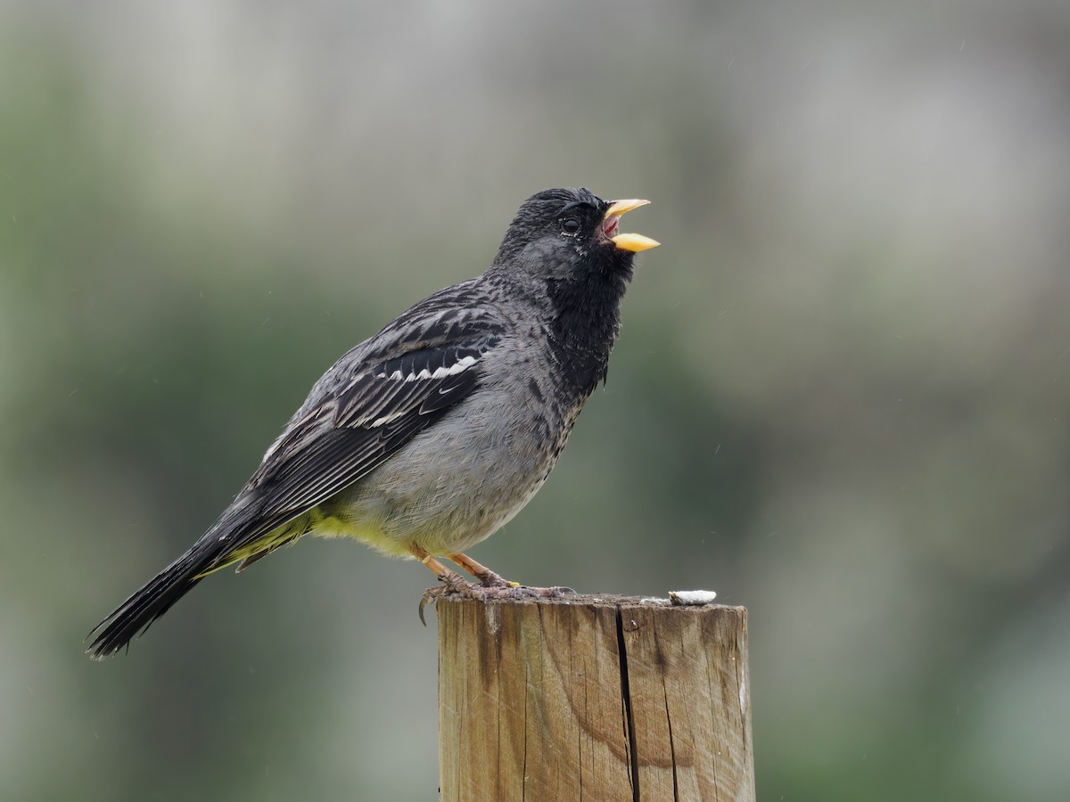 Mourning Sierra Finch (Mourning) - ML611340104