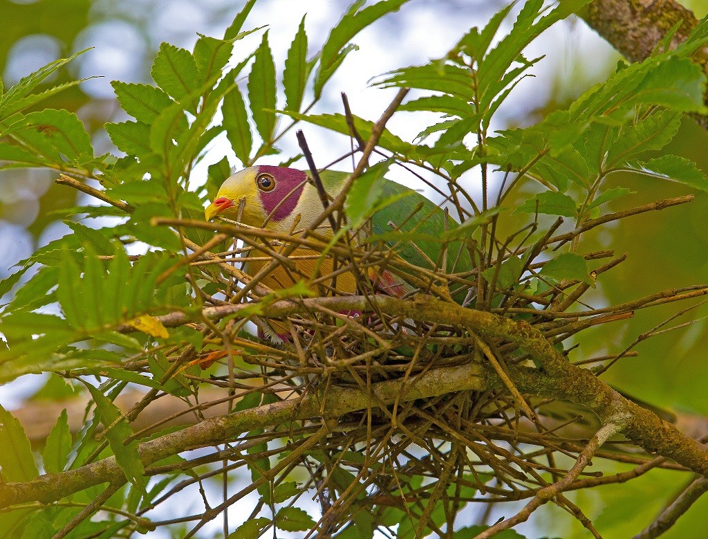 Yellow-breasted Fruit-Dove - ML611340114