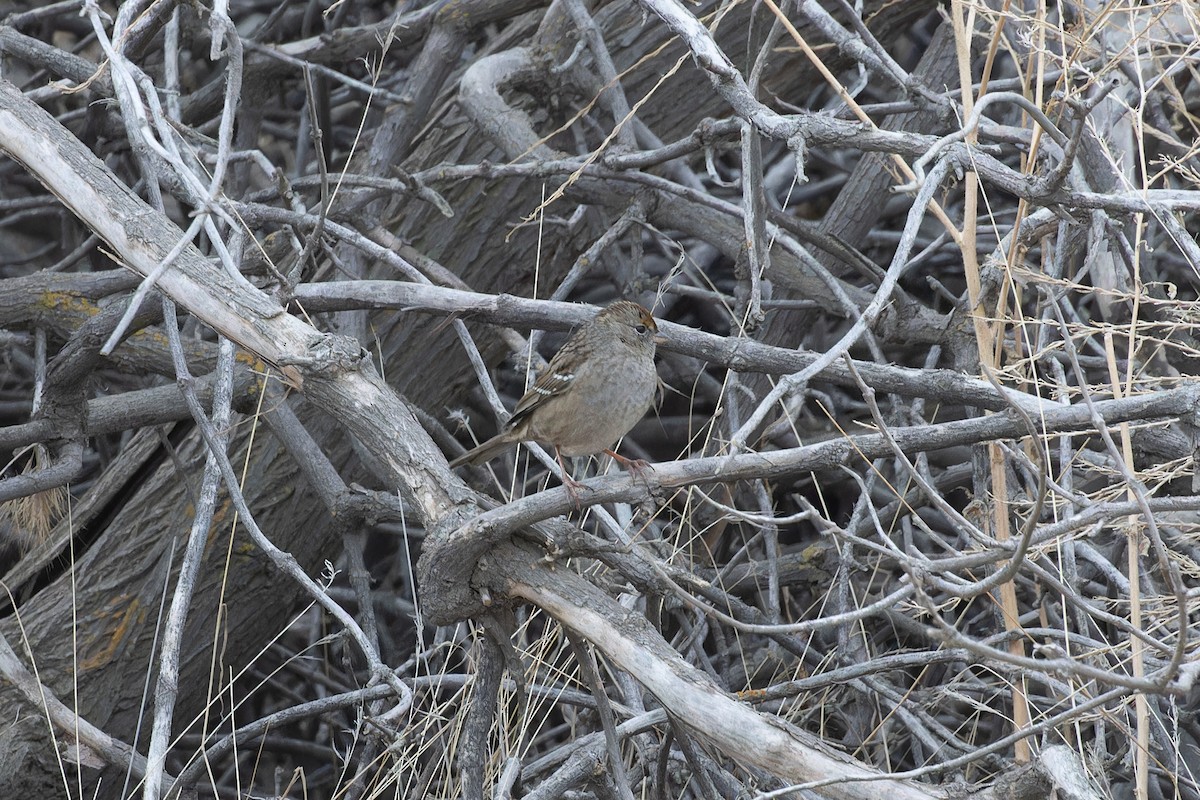 Golden-crowned Sparrow - ML611340439