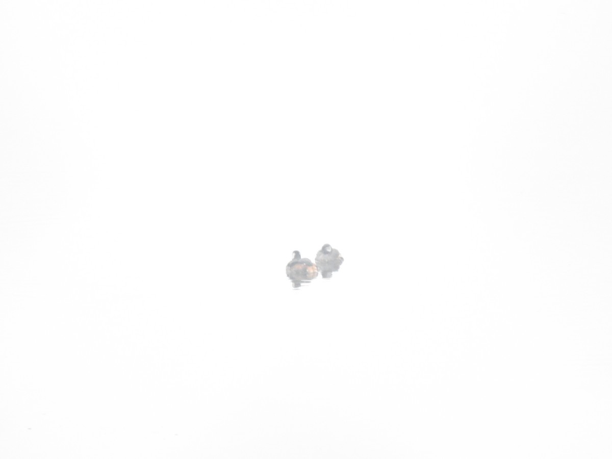 White-tufted Grebe - ML611340526