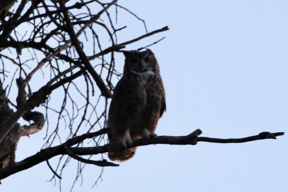 Great Horned Owl - ML611340621