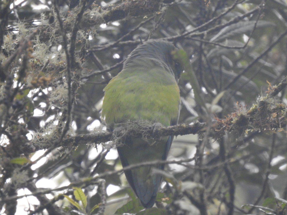 Black-winged Parrot - ML611340736