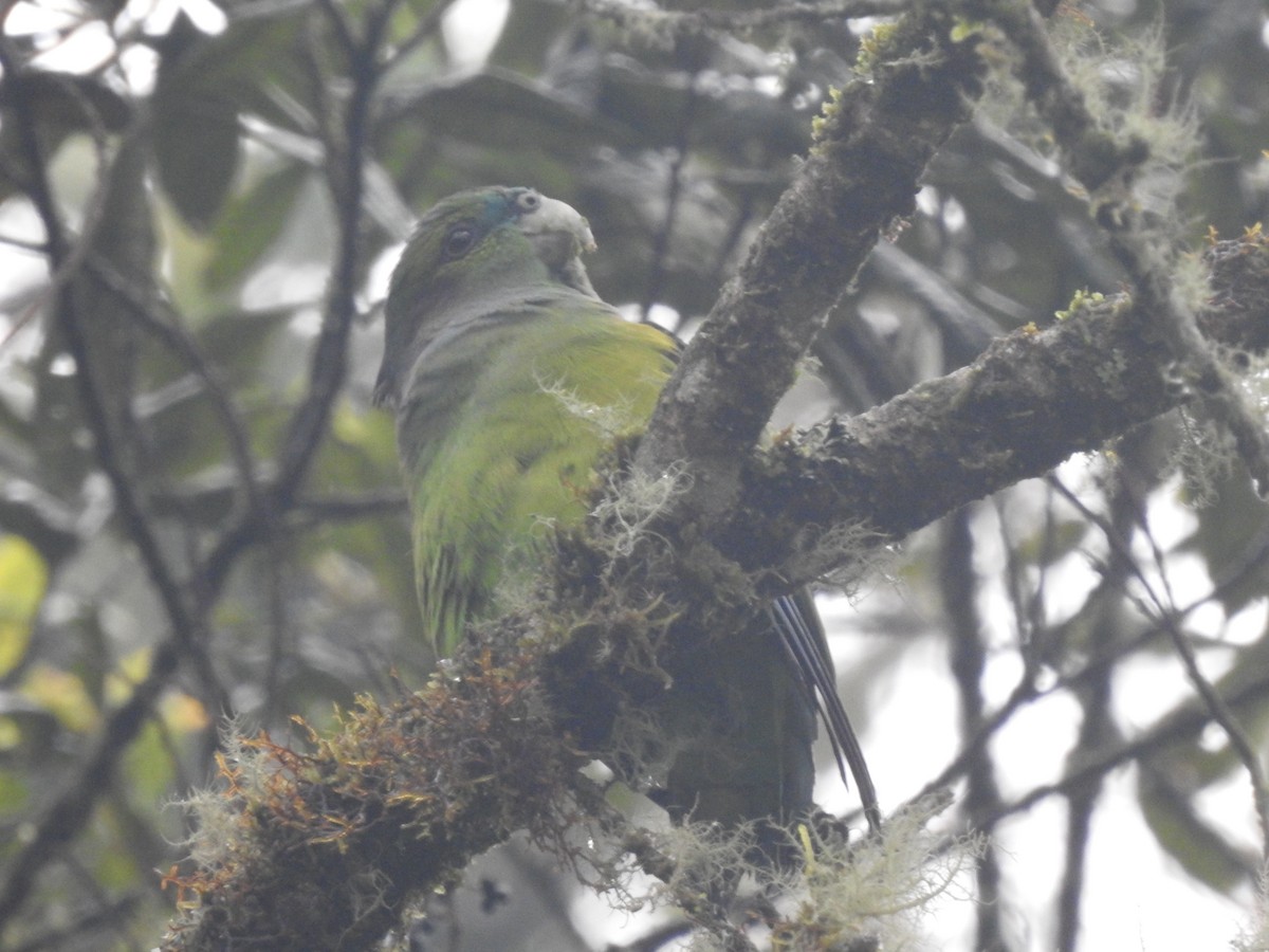 Black-winged Parrot - Juan Carlos🦉 Crespo
