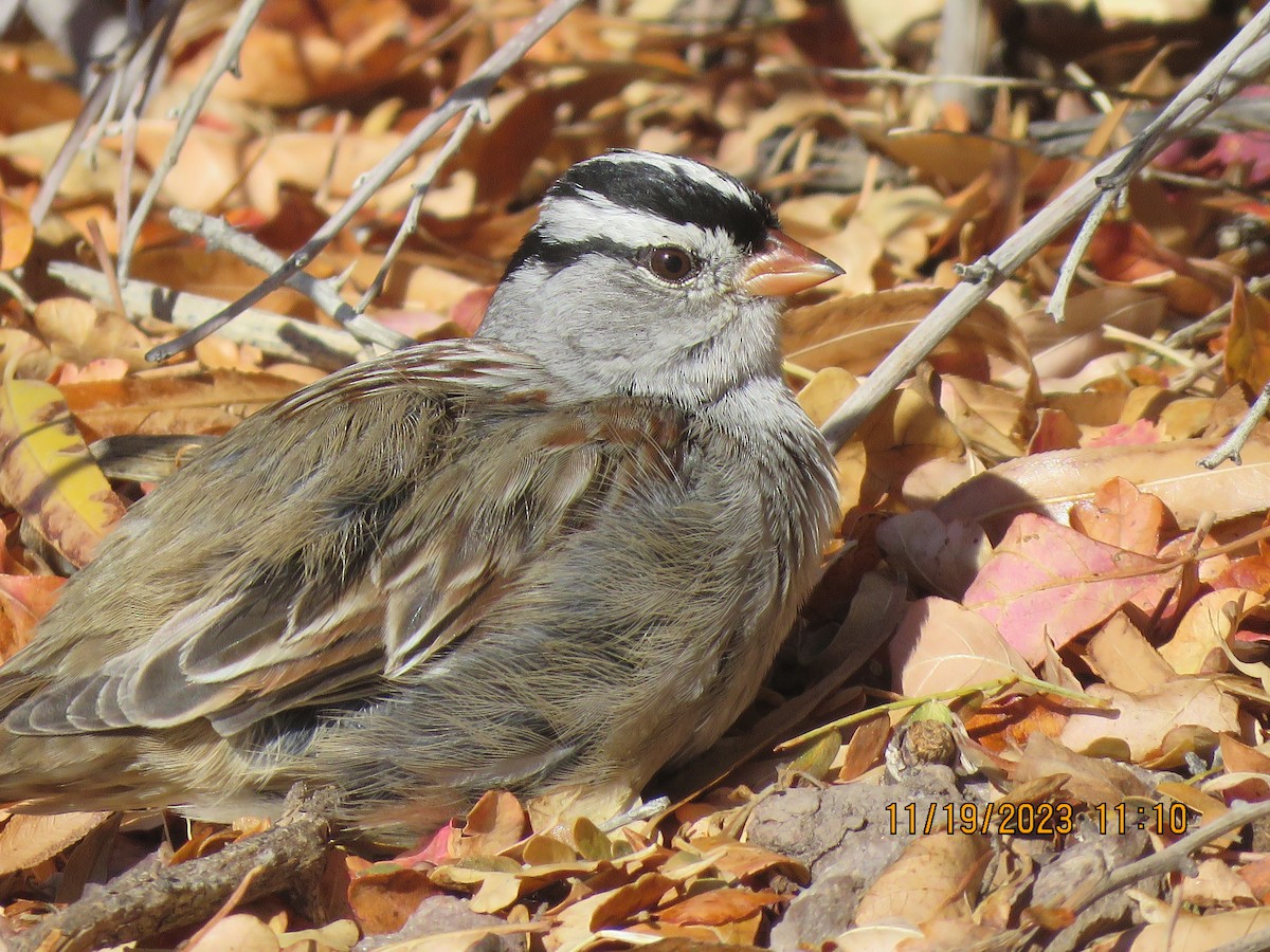 White-crowned Sparrow - ML611341107