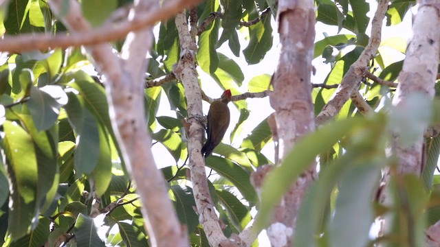 Golden-green Woodpecker (Bar-throated) - ML611341934