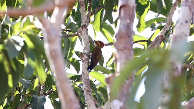 Golden-green Woodpecker (Bar-throated) - ML611341937