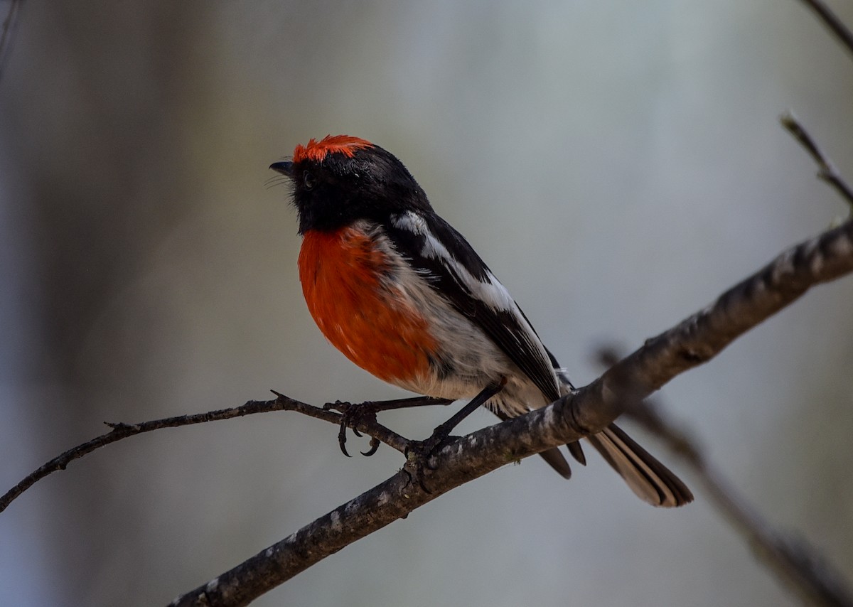 Red-capped Robin - ML611341942