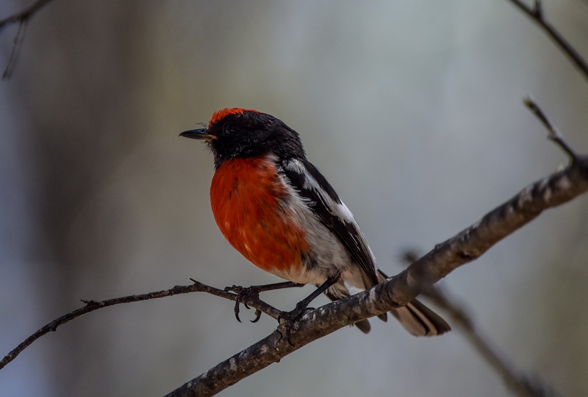 Red-capped Robin - ML611341944