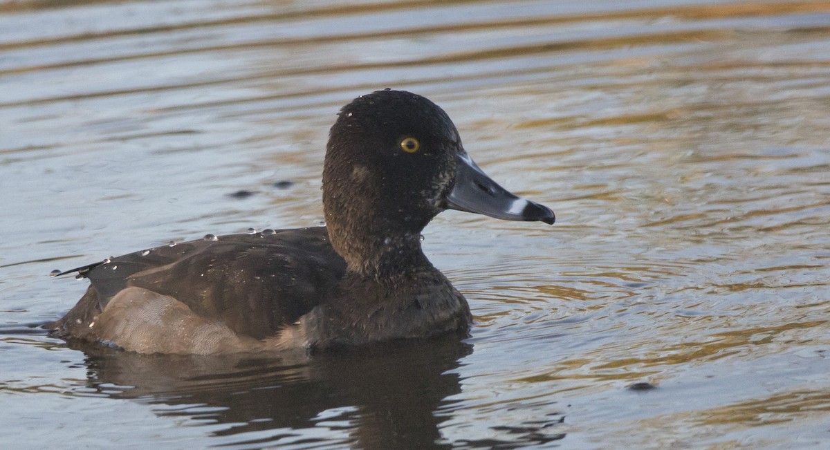 Ring-necked Duck - Brent Angelo