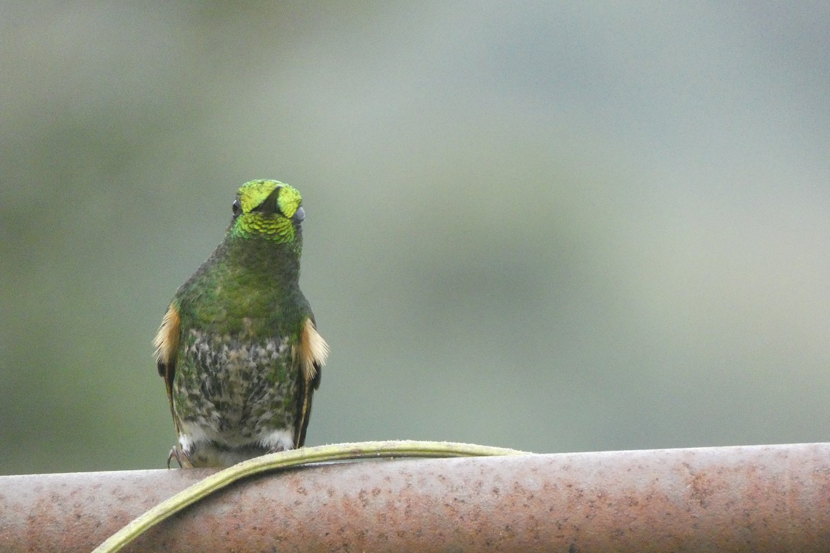 Buff-tailed Coronet - George Chater