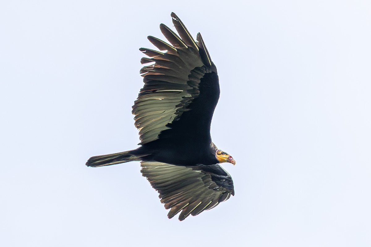 Greater Yellow-headed Vulture - ML611343097