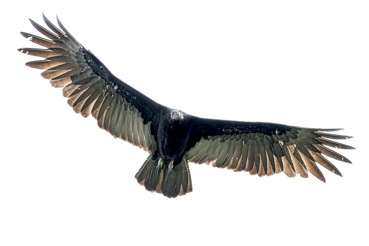 Greater Yellow-headed Vulture - ML611343098