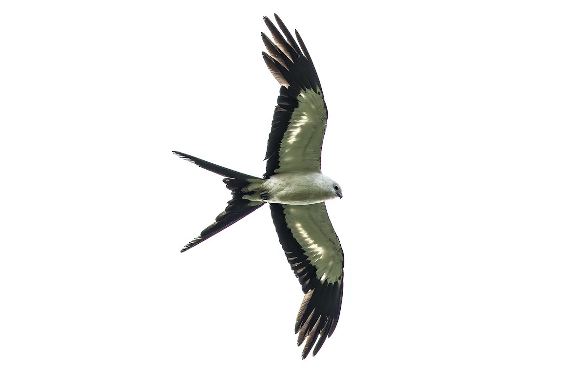 Swallow-tailed Kite - ML611343135