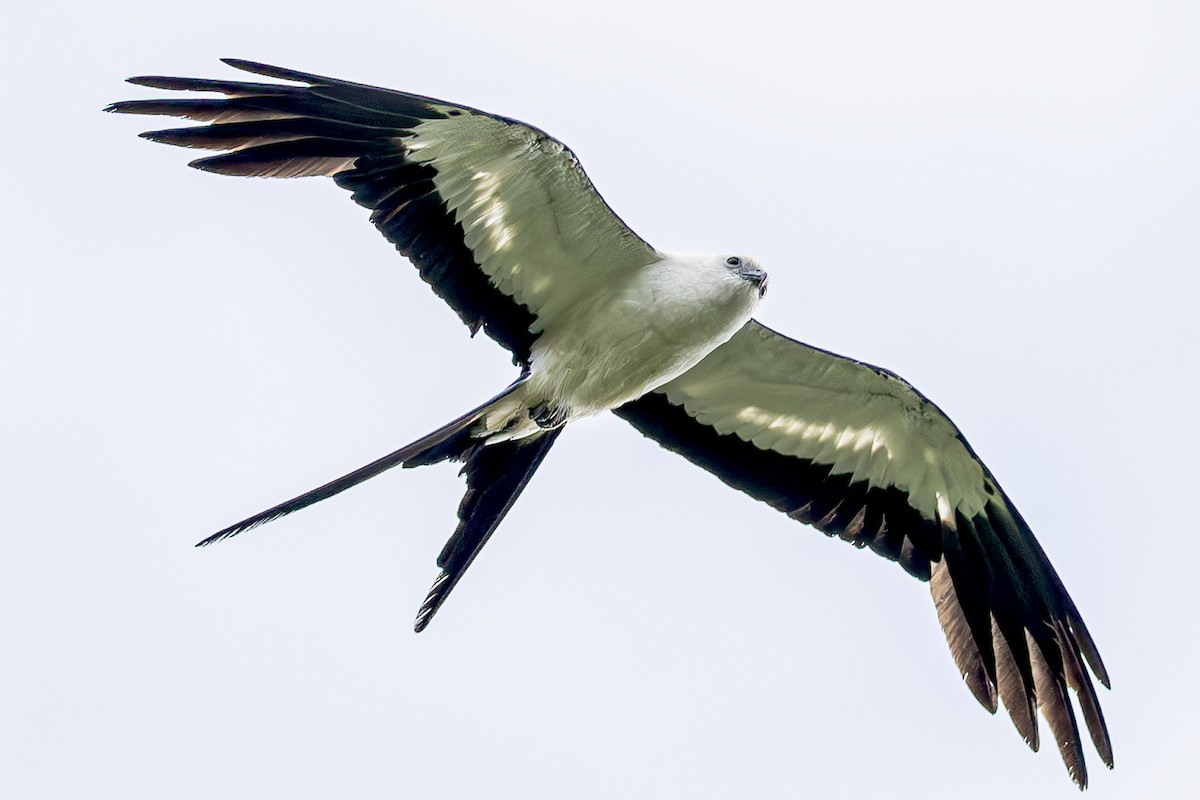 Swallow-tailed Kite - ML611343136