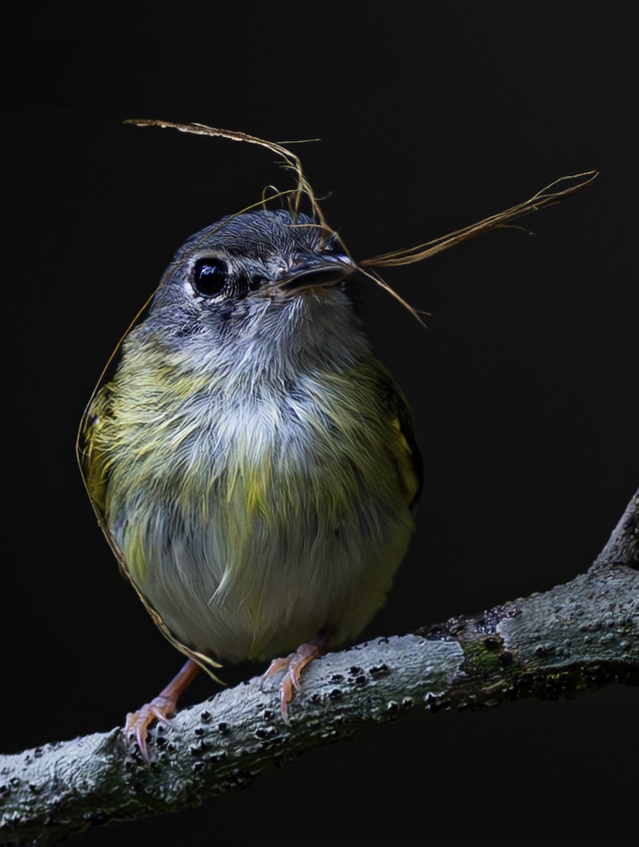 Short-tailed Pygmy-Tyrant - Jose Juan Pamplona