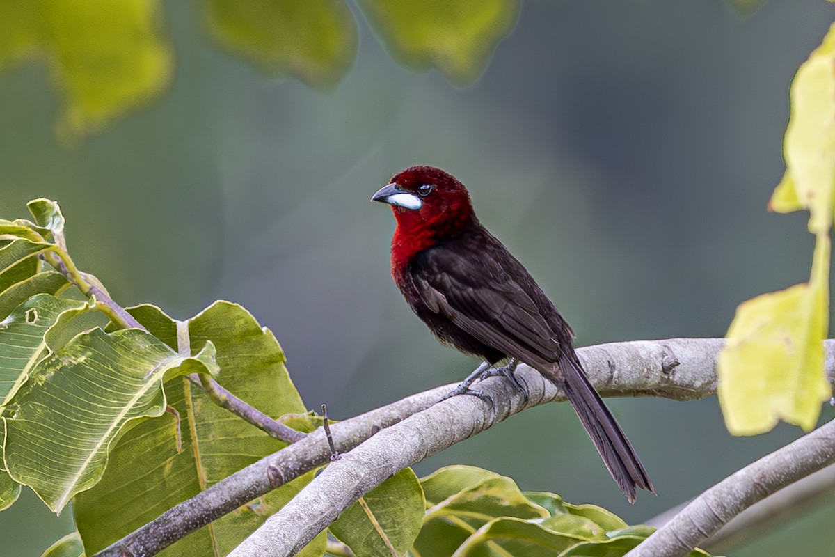 Silver-beaked Tanager - ML611343237
