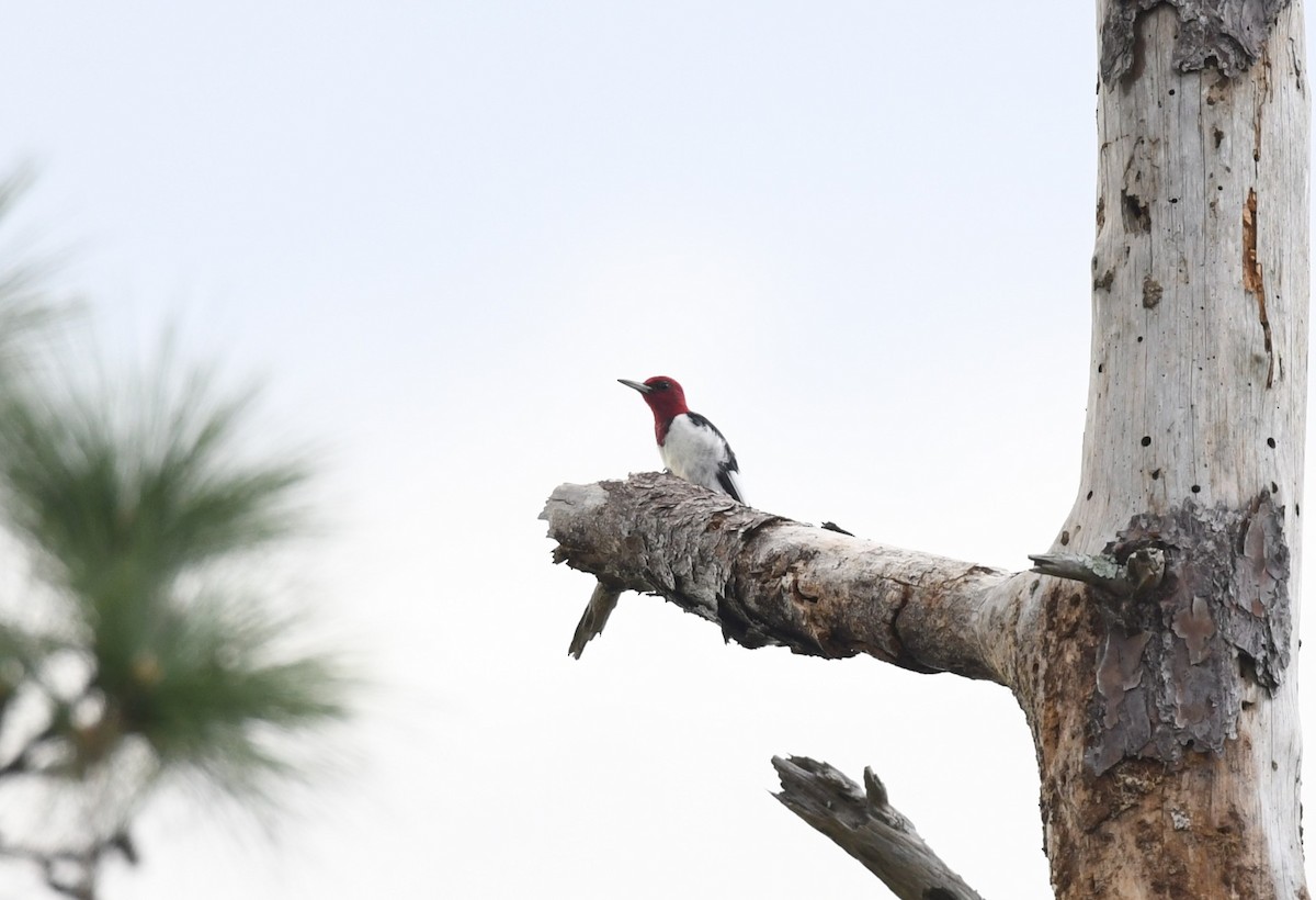 Red-headed Woodpecker - ML611343314